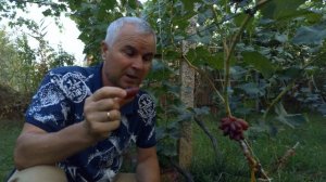 Виноград Зевс(Калугин.В.М) сигнальная гроздь.