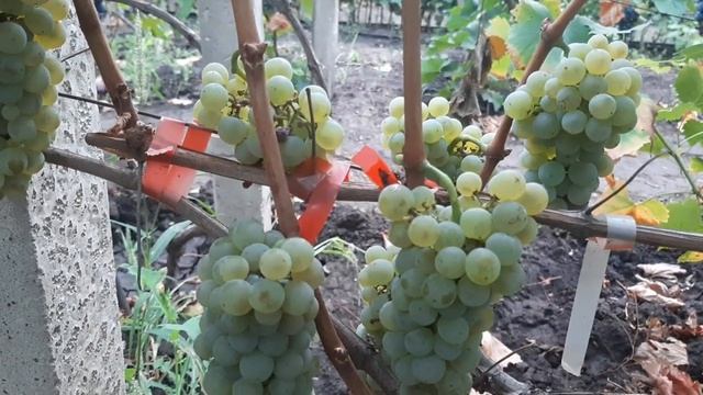 Шардоне - белоягодный технический сорт винограда