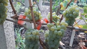 Шардоне - белоягодный технический сорт винограда