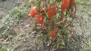 АЛЫЙ МУСТАНГ - рекомендую #помидоры #рецепты #липецкая?