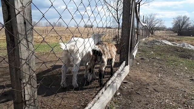 Коза пердит - прикол!!!))) смотреть онлайн