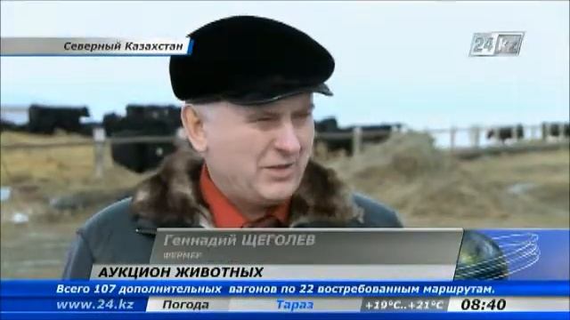 В СКО впервые выставили на торги быков-производителей смотреть онлайн