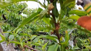 Курчавость листьев персика.Как избавиться от курчаво?