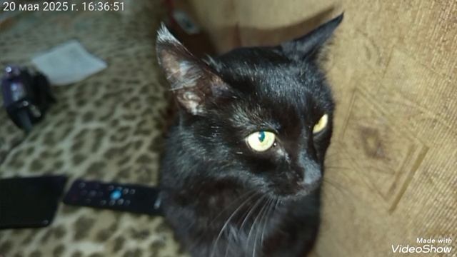 Мариуполь ⚓ МОИ ЛЮБИМКИ 🐈🐈🐈🥰 смотреть онлайн