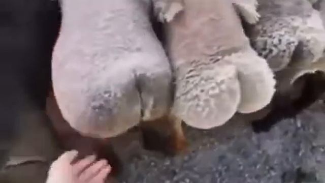 Барашки с жопами смотреть онлайн