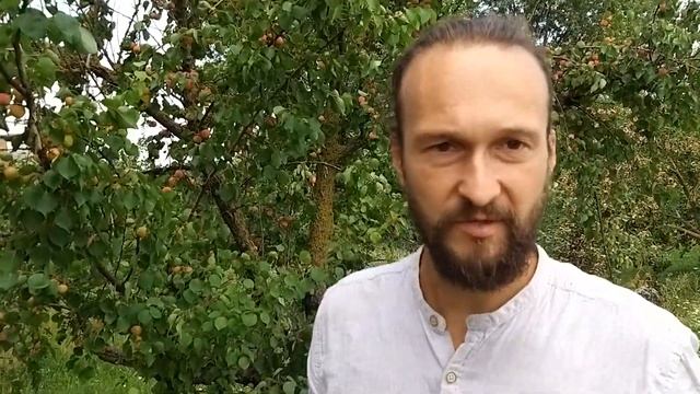 Полесские абрикосы
