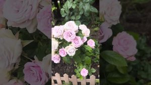 Спрей Роза Сильвер Шадоу и Дитер Мюллер