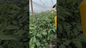 Томаты розовые, применение Икар Револт и Перфект Стик