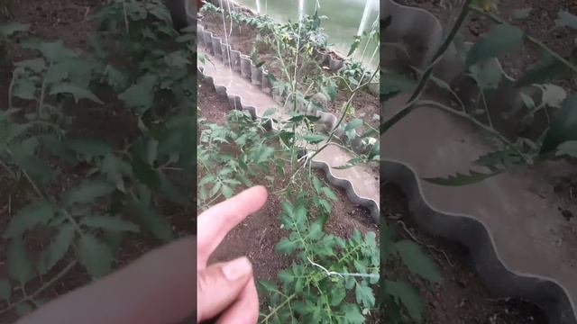 подкормка при бутонизации,махровые цветки