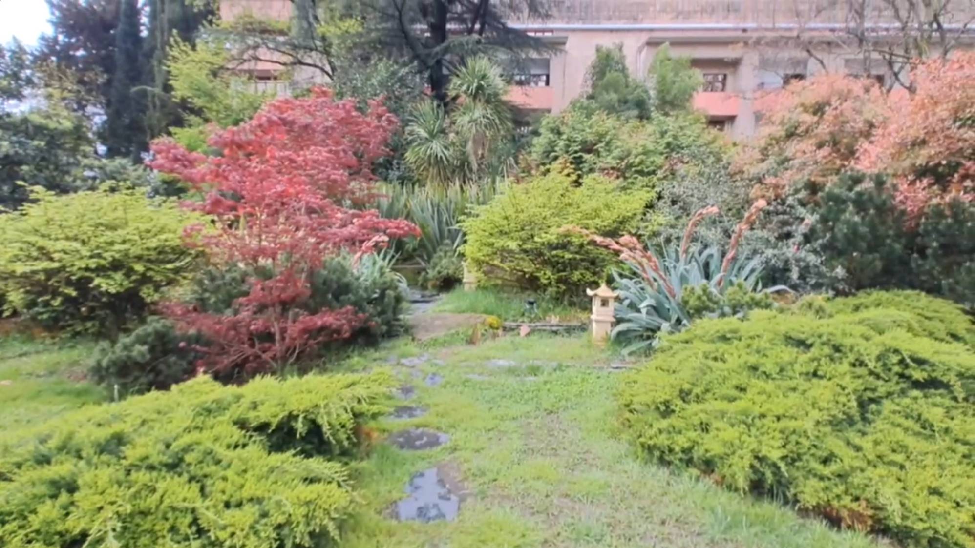 Уголок в японском стиле, Рододендрон, Лириодендрон. смотреть онлайн