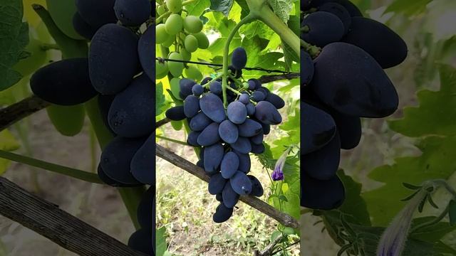 Виноград Надежда ранняя 22 07 2024 смотреть онлайн