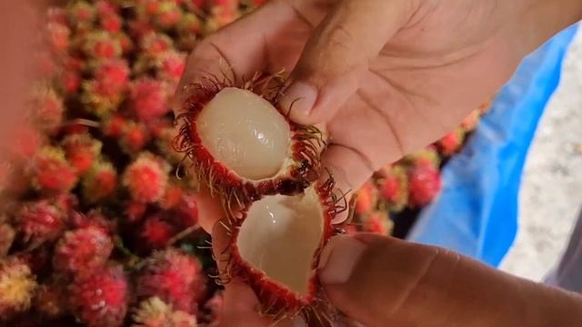 ФРУКТ РАМБУТАН что в переводе ВОЛОСИНКИ #тропики #фрук