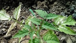 Что делать, если побелели листья рассады томатов после высадки в грунт