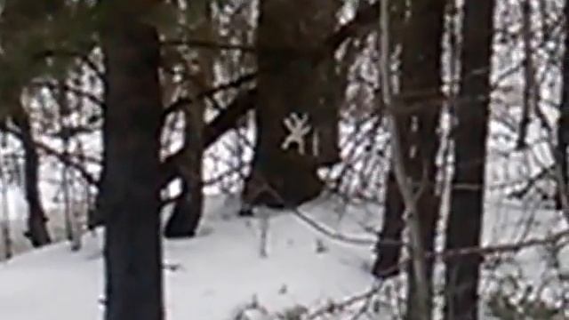 ПРИКОЛЬНЫЙ ЗАЯЦ смотреть онлайн