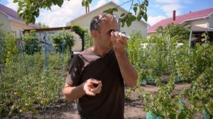 Какой сахар у винограда