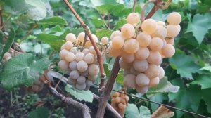 Дублянский - бело ягодный технический сорт винограда