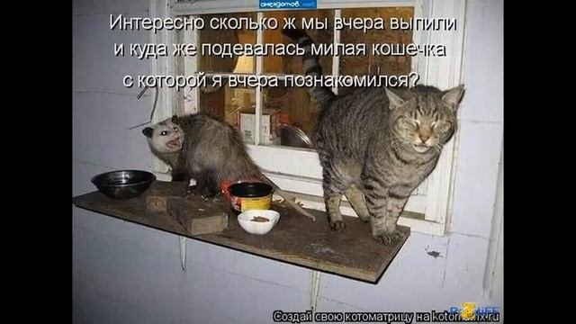 коты фото приколы. Смешно до слёз смотреть онлайн