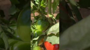 Сорт томата Разбитое сердце.