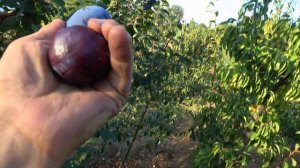 Самые поздние сорта. Плуот ФЛЕЙВОР ФИНАЛ и слива ТОПЭН