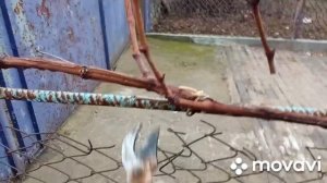 Обрезка винограда на рожки.