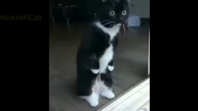 ЗАСМЕЯЛСЯ ПОДПИСАЛСЯ! ЛУЧШИЕ ПРИКОЛЫ 2020 ТЕСТ НА ПСИХИКУ УГАР! #194 смотреть онлайн