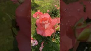 Роза Вайкики после дождя