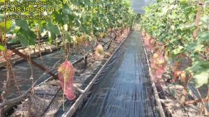 Застилаем виноградник агротканью.