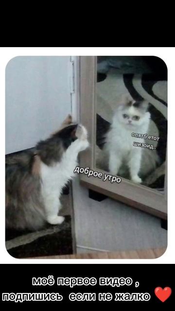 моё первое видео легенда? #shorts #мемы #юмор #приколы #коты подпишись если не сложно смотреть онлайн