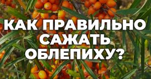 КАК САЖАТЬ ОБЛЕПИХУ
