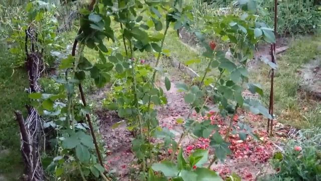 Как я обрезаю плетистую розу после цветения.