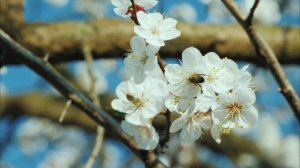 Монилиоз абрикоса и косточковых культур. Лечение и пр?