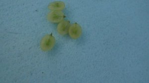 Виноград к ш Прайм сідліс