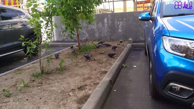 Голуби едят [4K60] смотреть онлайн