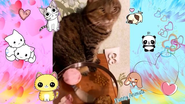 ❤️ Лучшая подборка видео с котятами!!! | Самые смешные подборки видео ❤️ смотреть онлайн