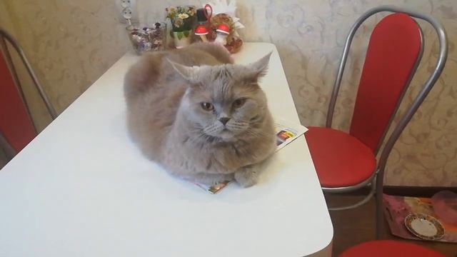 НАГЛАЯ КОШКА ДУСЯ 😂😻😽 смотреть онлайн