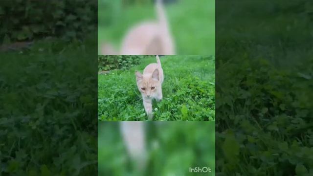 А у нас новый урожай - котенок чудесный Абрикос!