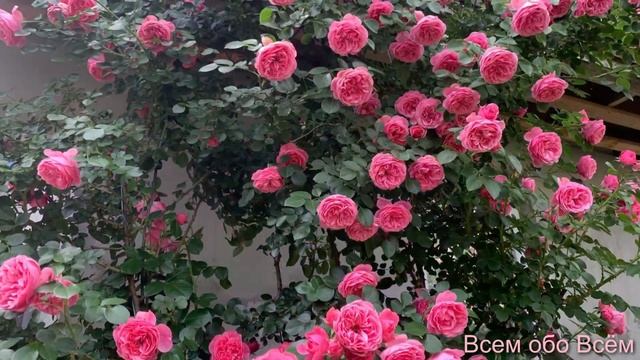 Розы, любуйтесь на здоровье ) Часть 2 смотреть онлайн