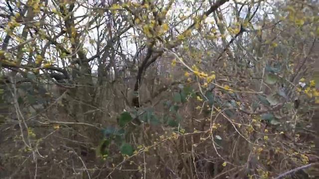 Кизил цветёт уже 1-03-2025 смотреть онлайн