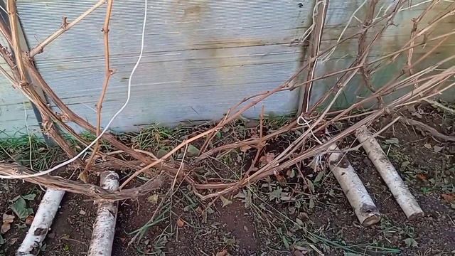 Подготовка винограда к зиме. смотреть онлайн