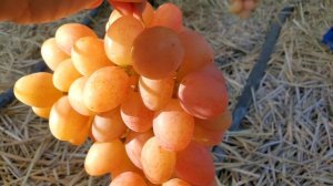 Виноград НІКІТОН  та ФАНТАЗЕР 🤠