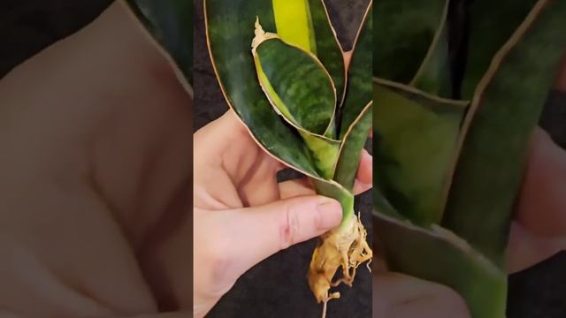 Black rose, Черная Роза.