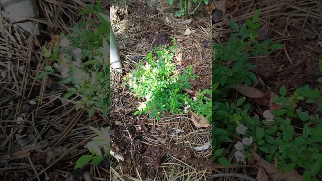 Роза Cutie Pie смотреть онлайн