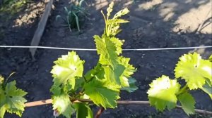 Чем обработать виноград по 3–5 листу весной — первая в