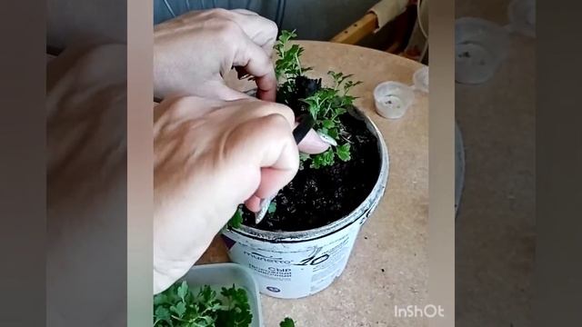 Мультифлора. Черенкование.