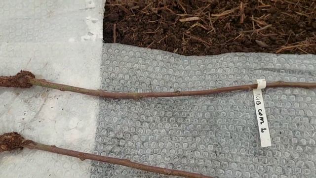 Штамбовые розы из Крыма от Акиевых!