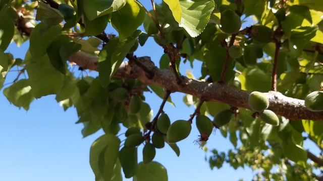 Армавир село Аракс армянские абрикосы ЕреванЯн #абрик