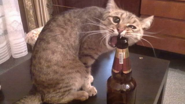 Как кот за мужем хозяйки присматривал.