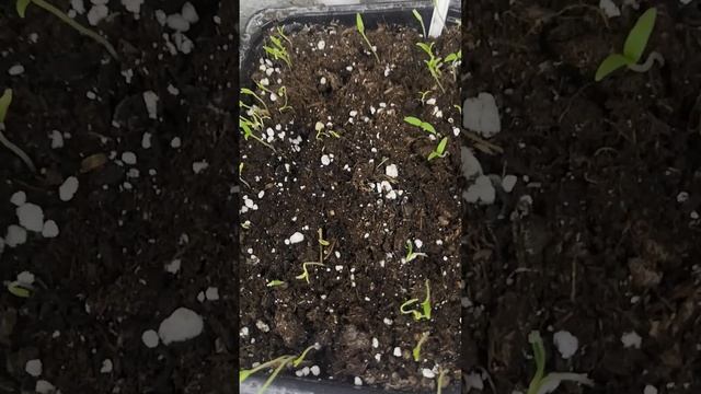 Сеем баклажан😠 смотреть онлайн