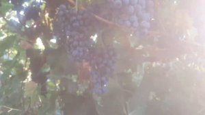 Каберне Кортис - устойчивый технический сорт Германии