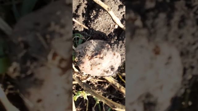 Картофель дождливого лета. Башкортостан.Россия.  #огор